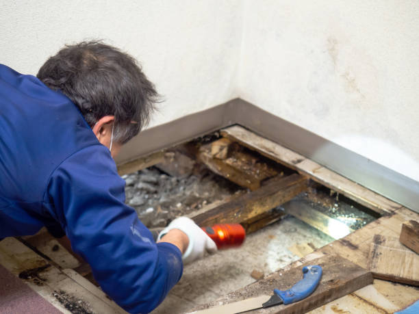 Best Health and Safety Mold Remediation in Manawa, WI