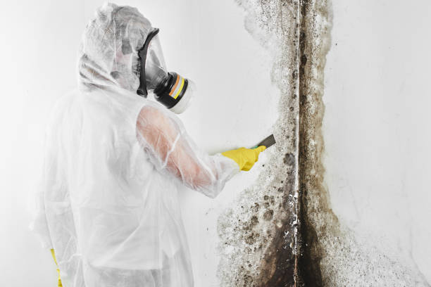 Best Industrial Mold Remediation in Manawa, WI
