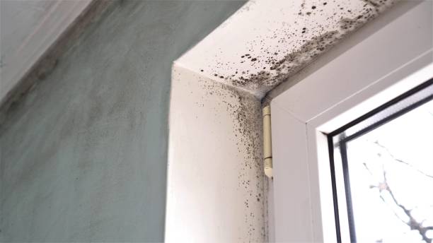 Best Industrial Mold Remediation in Manawa, WI
