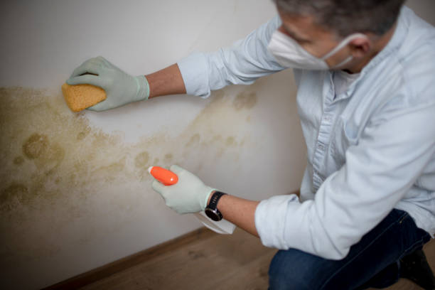 Best Attic Mold Remediation in Manawa, WI