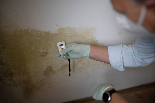 Best Black Mold Remediation in Manawa, WI