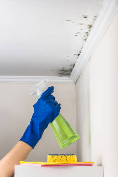 Best Insurance-Related Mold Remediation in Manawa, WI